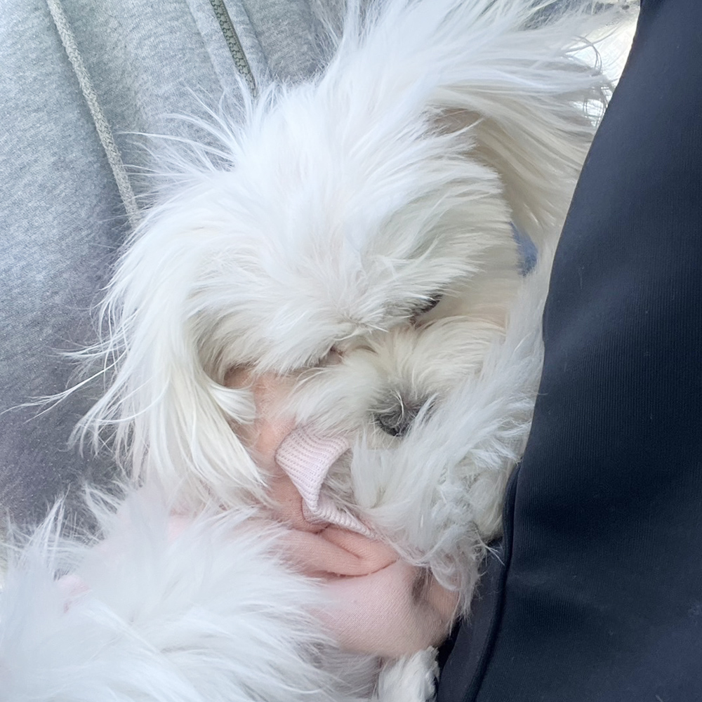 生徒が撮影したモデル犬たちの写真！
